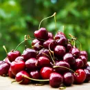 Черешня позднецветущая морозостойкая Гудзон № 1