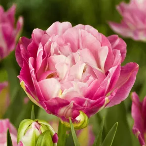 Тюльпан махровый поздний Свит Дизайр