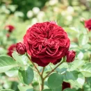 Роза чайно-гибридная премиум Энкре Нуар № 2