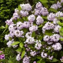 Дейция Распберри Сандей № 2