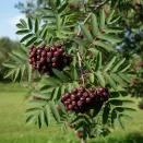 Рябина карликовая сладкая Бурка № 4