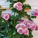 Роза плетистая Квиксильвер № 3