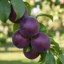 Нектаприум (гибрид нектарина и сливы) № 2