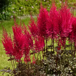 Астильба китайская Майти Чоколейт Черри