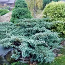 Можжевельник горизонтальный Блю Карпет № 1