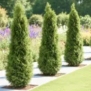 Туя западная неприхотливая Колумна № 1