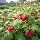 Малина крупноплодная сладкая За здравие № 1