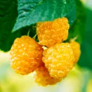 Малина ремонтантная со вкусом ананаса Фолголд № 1