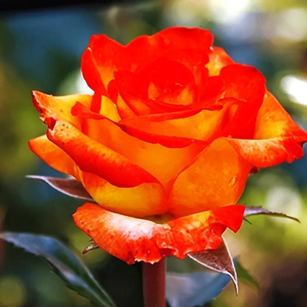 Роза чайно-гибридная Тропикана