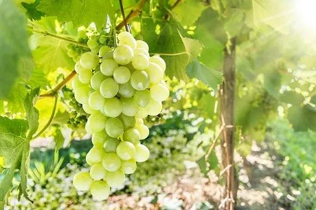 Нюансы выращивания винограда в условиях Сибири