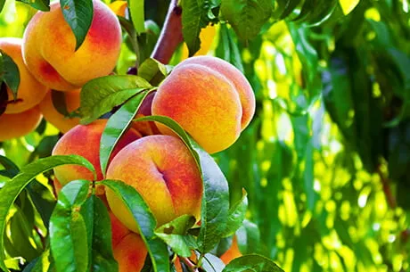 Сама нежность: как получить богатый урожай персиков?