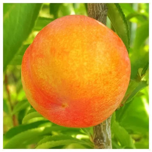 Шарафуга (гибрид сливы, нектарина, абрикоса) Белла Голд