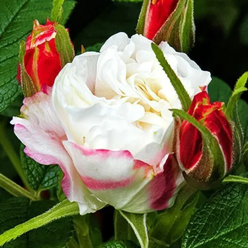 Роза канадская Луиза Багнет