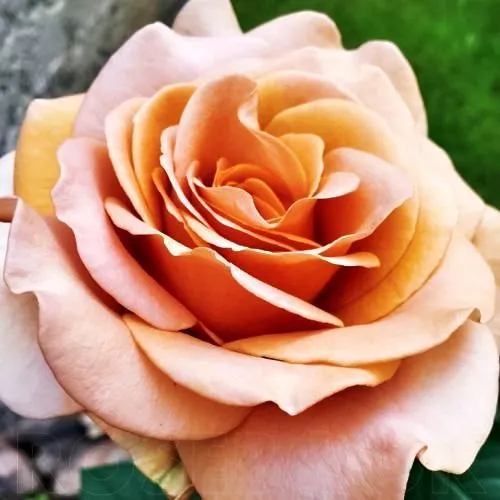 Роза флорибунда Мокароза № 1