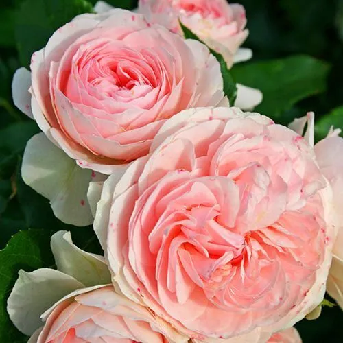 Роза флорибунда Лариса