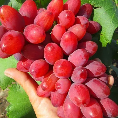 Виноград Богема