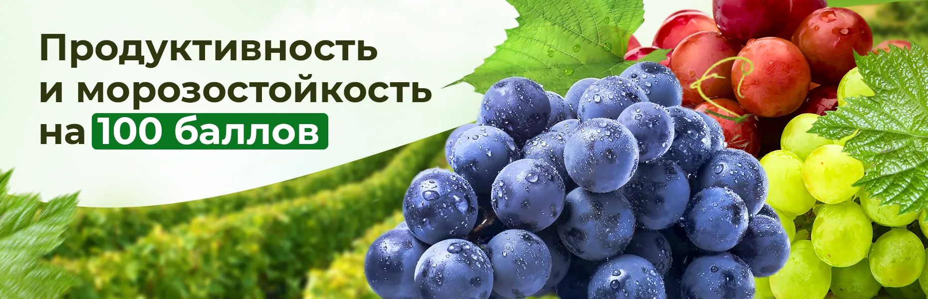 Виноград башкирский описание сорта