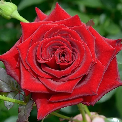 Роза чайно-гибридная Красная магия