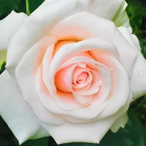 Роза флорибунда Бельмонте