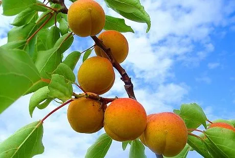 Как выращивать абрикосы и персики в средней полосе
