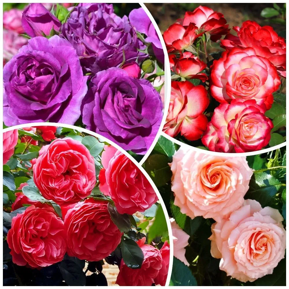 Сверхвыгода! Комплект роз флорибунд "Фантастическое цветение" из 4 сортов