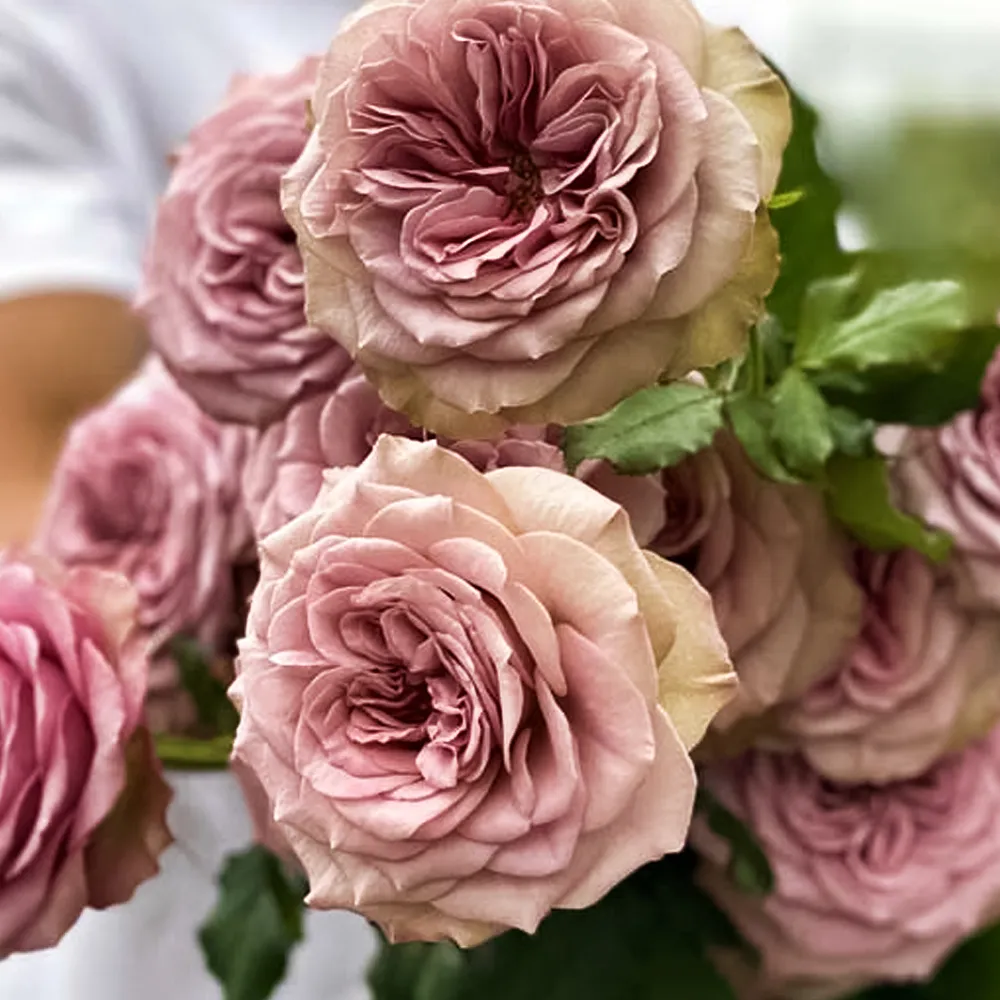 Роза флорибунда с ароматом дорогого парфюма Монмартр № 1