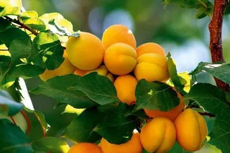 Как посадить абрикос: общие правила