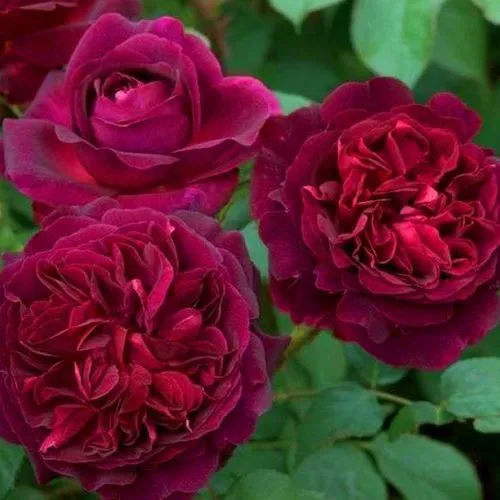 Роза английская Манстед Вуд № 1