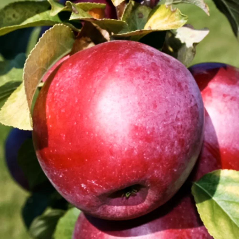 Описание сорта яблони Шафран: фото яблок, важные характеристики, урожайность с дерева