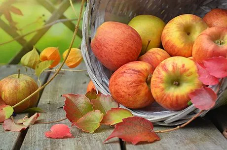 Секрет влагозарядного полива плодовых деревьев осенью